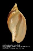 Alcithoe larochei ostenfeldi (3)